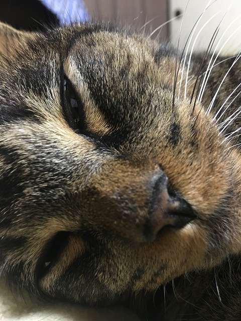 �A�����W���R���݁u�ɂ�񁙃n�E�X�v�g������Ȃ�