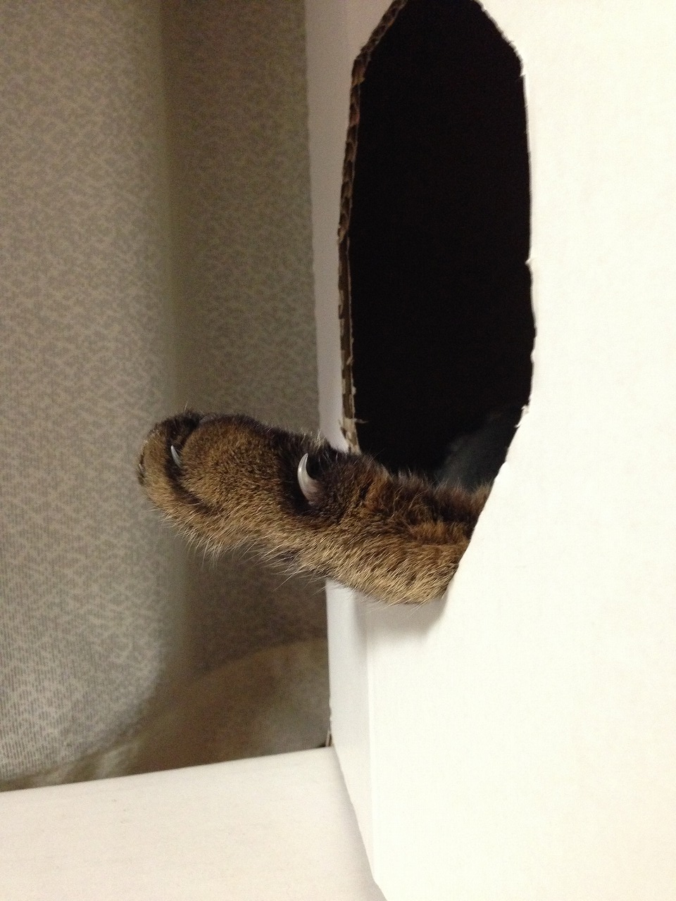 �A�����W���R���݁u�ɂ�񁙃n�E�X�v�g������Ȃ�