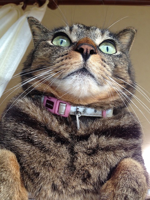 �A�����W���R���݁u�ɂ�񁙃n�E�X�v�g������Ȃ�