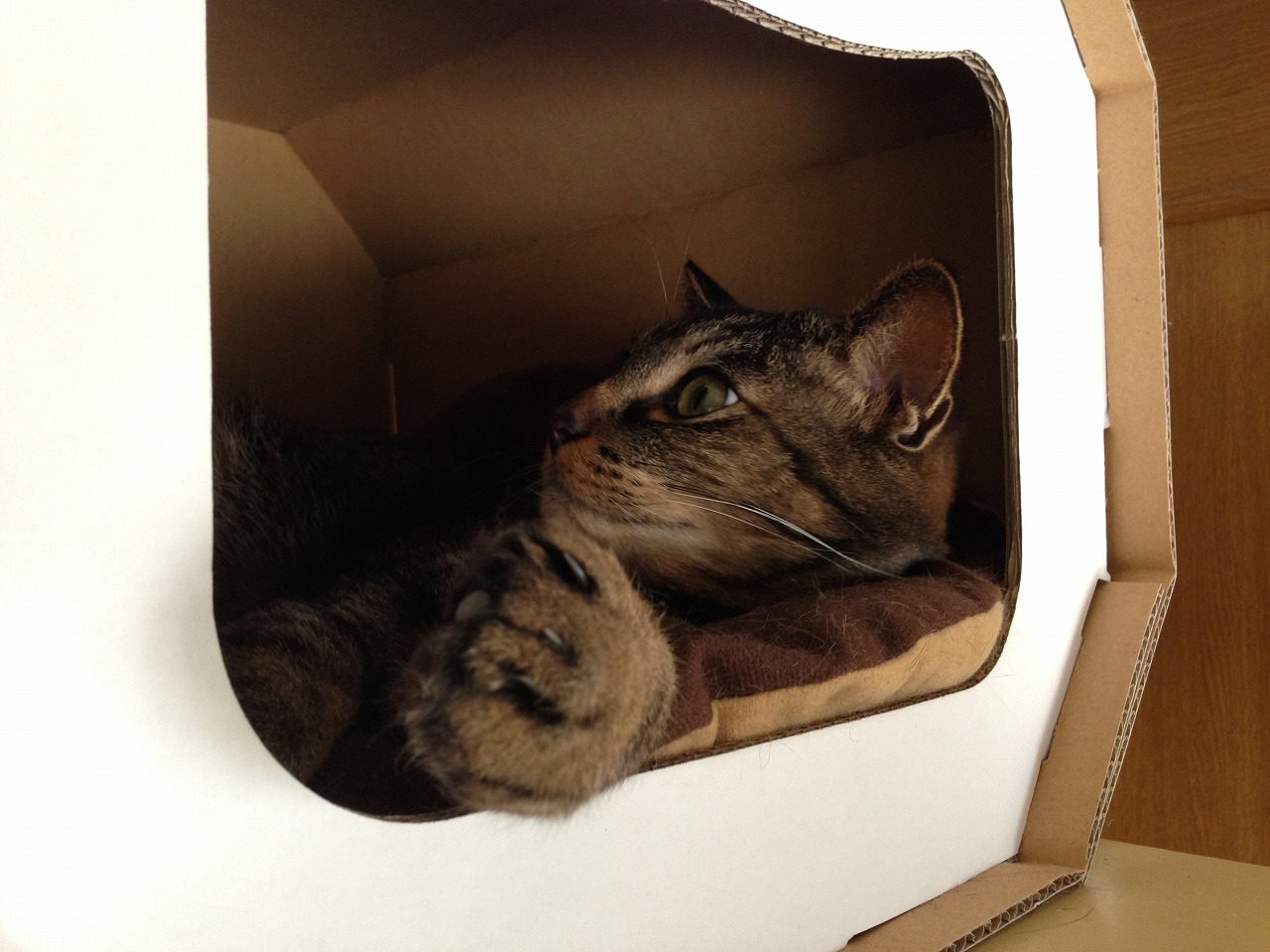 �A�����W���R���݁u�ɂ�񁙃n�E�X�v�g������Ȃ�