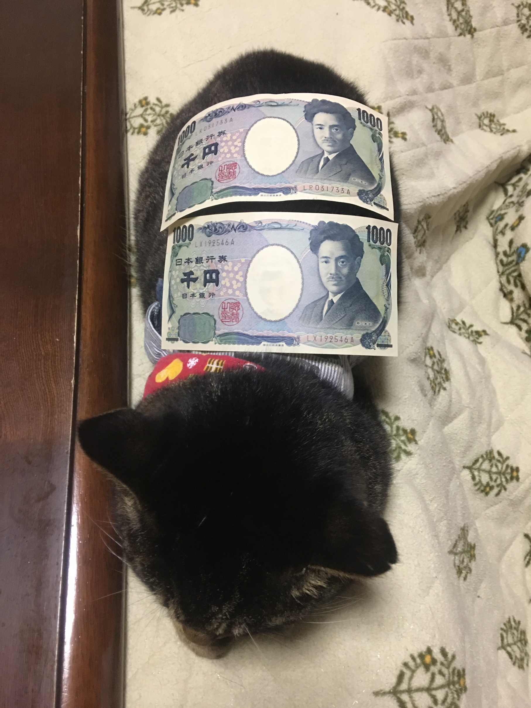 �A�����W���R���݁u�ɂ�񁙃n�E�X�v�g������Ȃ�