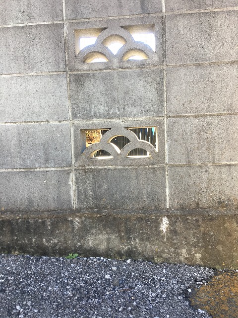 �A�����W���R���݁u�ɂ�񁙃n�E�X�v�g������Ȃ�