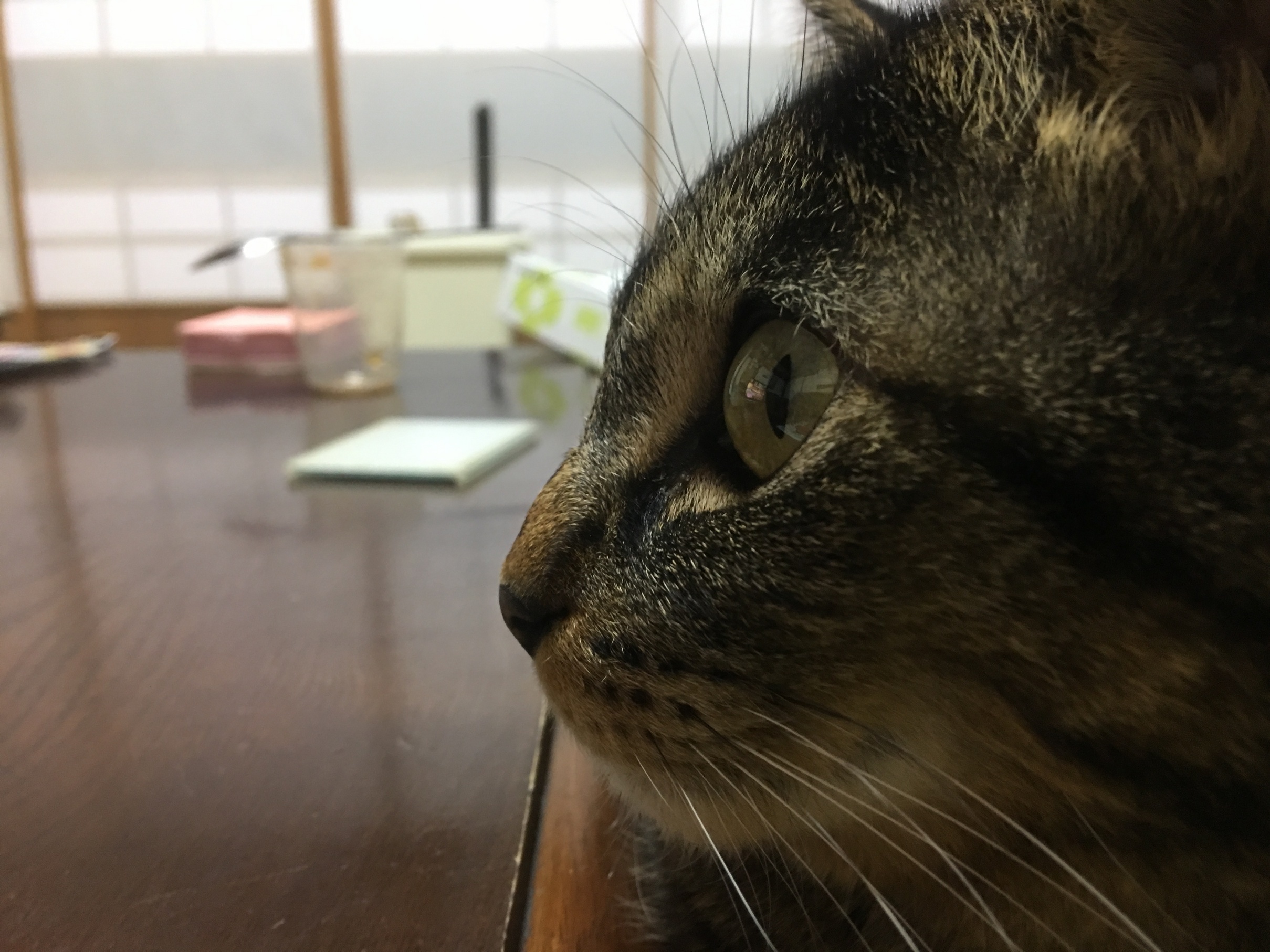 �A�����W���R���݁u�ɂ�񁙃n�E�X�v�g������Ȃ�