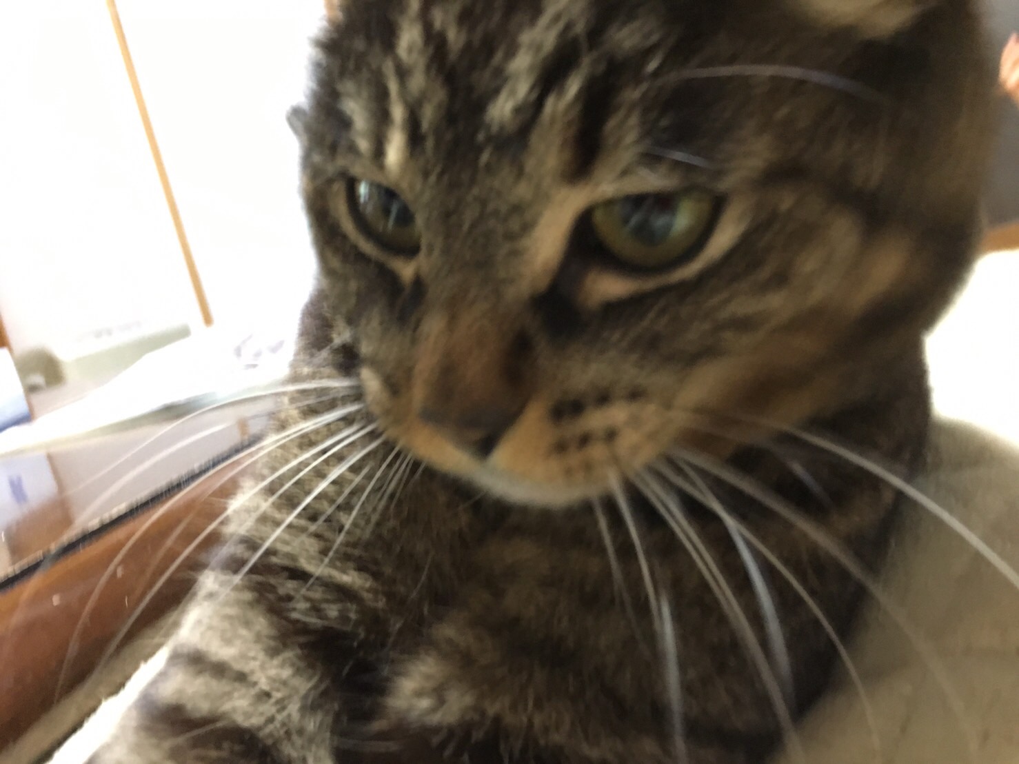 �A�����W���R���݁u�ɂ�񁙃n�E�X�v�g������Ȃ�