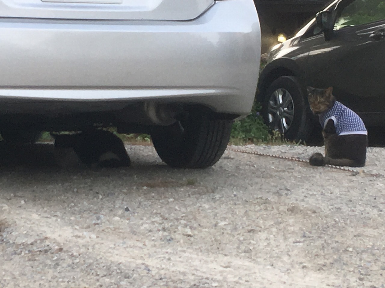 �A�����W���R���݁u�ɂ�񁙃n�E�X�v�g������Ȃ�