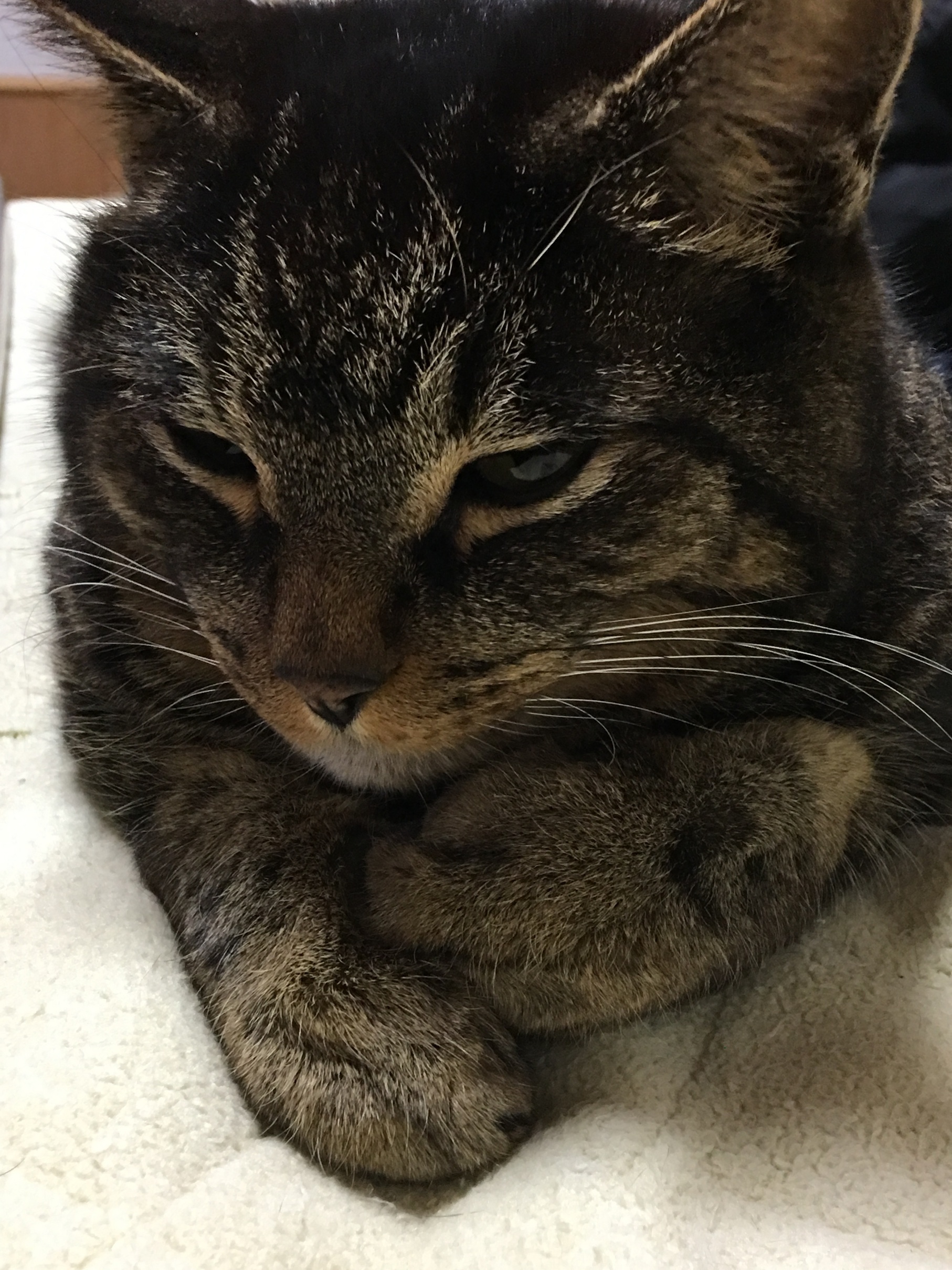 �A�����W���R���݁u�ɂ�񁙃n�E�X�v�g������Ȃ�