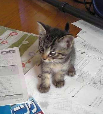 �A�����W���R���݁u�ɂ�񁙃n�E�X�v�g������Ȃ�