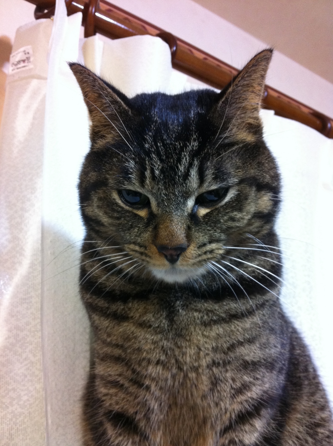 �A�����W���R���݁u�ɂ�񁙃n�E�X�v�g������Ȃ�