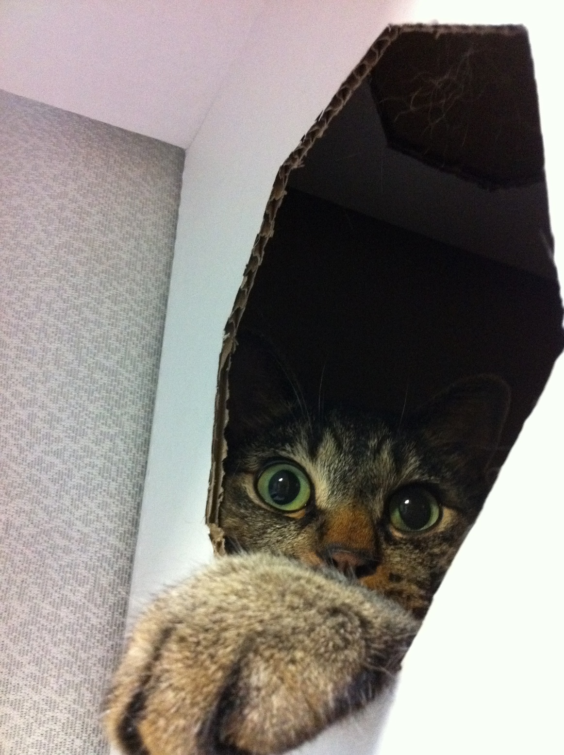 �A�����W���R���݁u�ɂ�񁙃n�E�X�v�g������Ȃ�