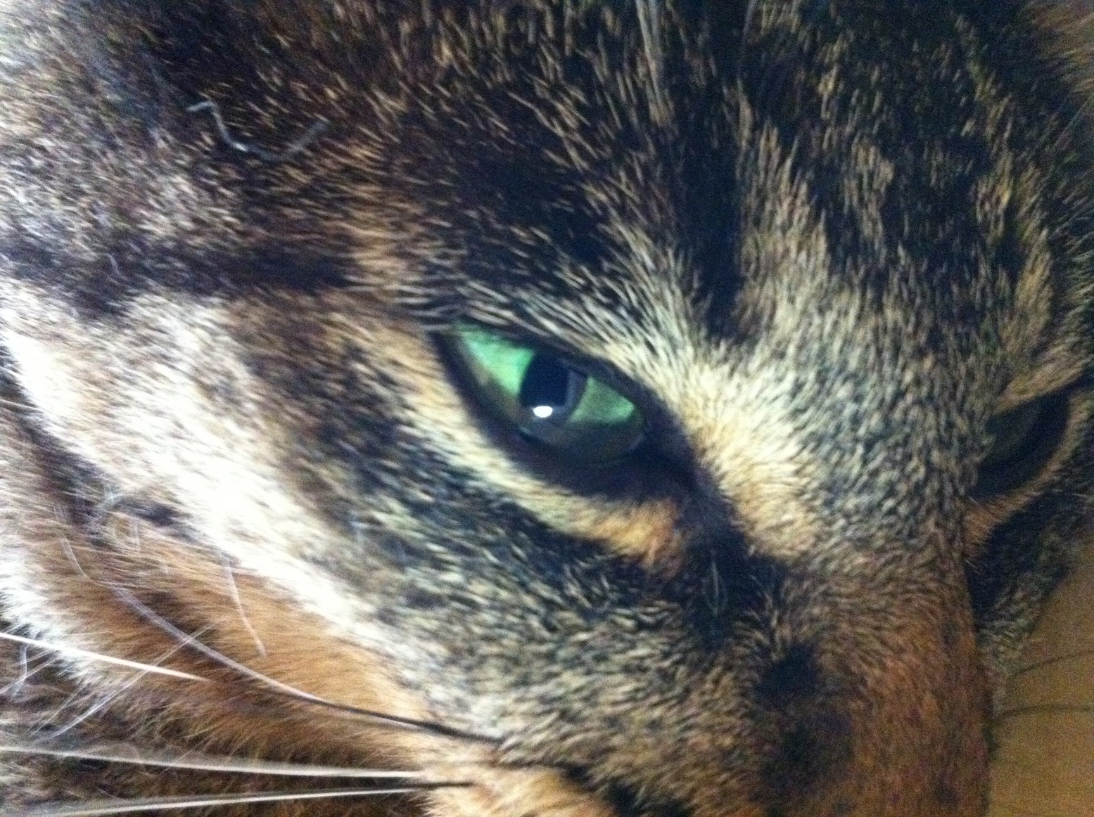 �A�����W���R���݁u�ɂ�񁙃n�E�X�v�g������Ȃ�