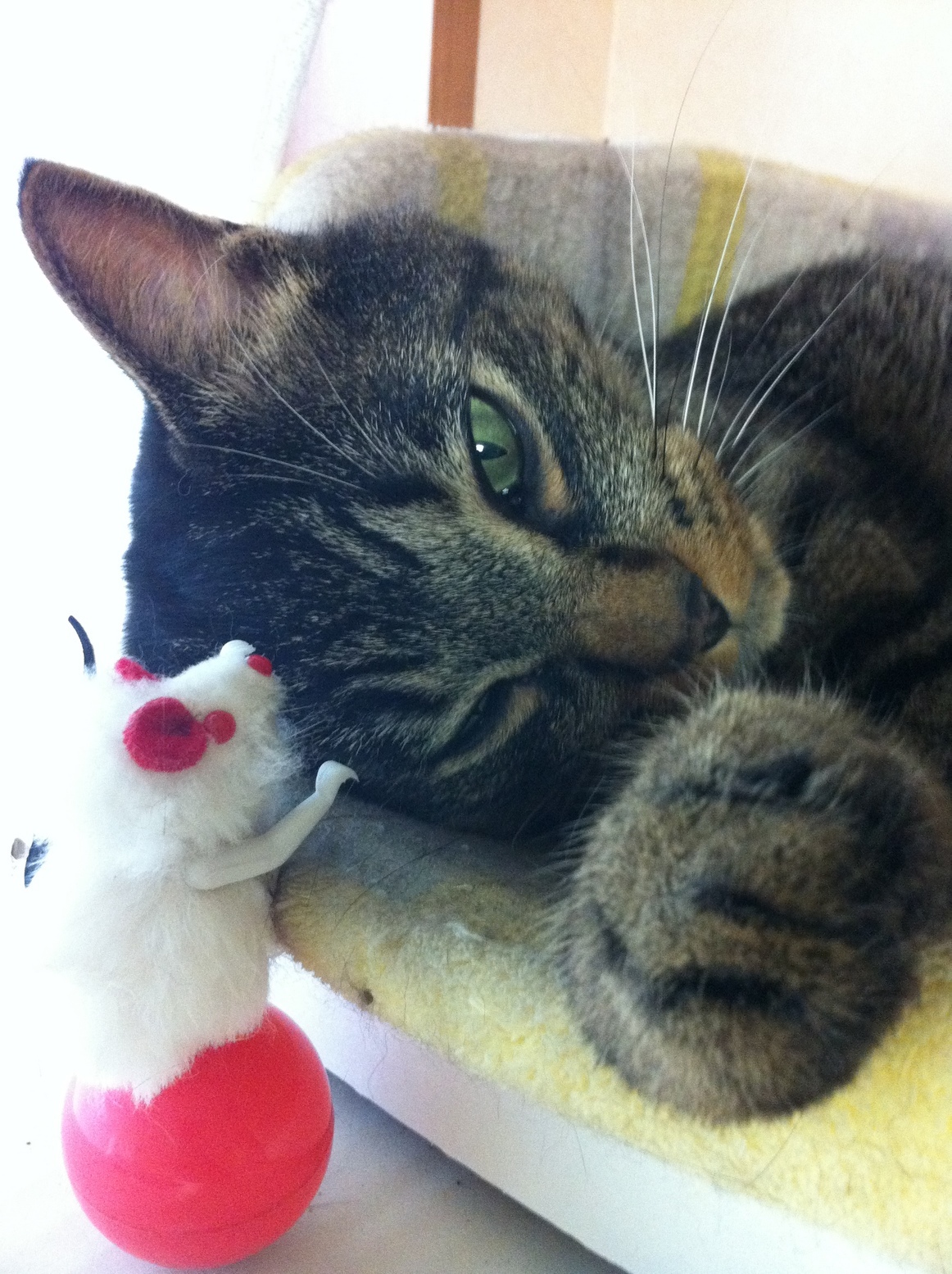 �A�����W���R���݁u�ɂ�񁙃n�E�X�v�g������Ȃ�