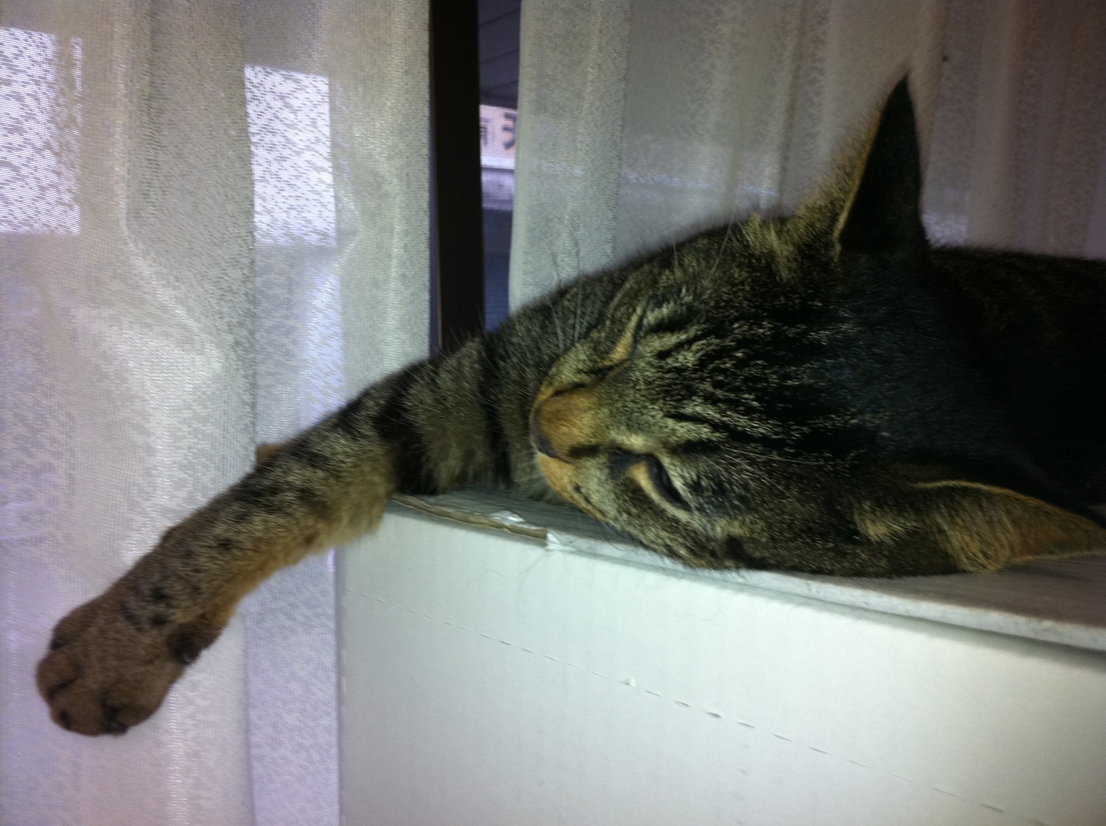 �A�����W���R���݁u�ɂ�񁙃n�E�X�v�g������Ȃ�