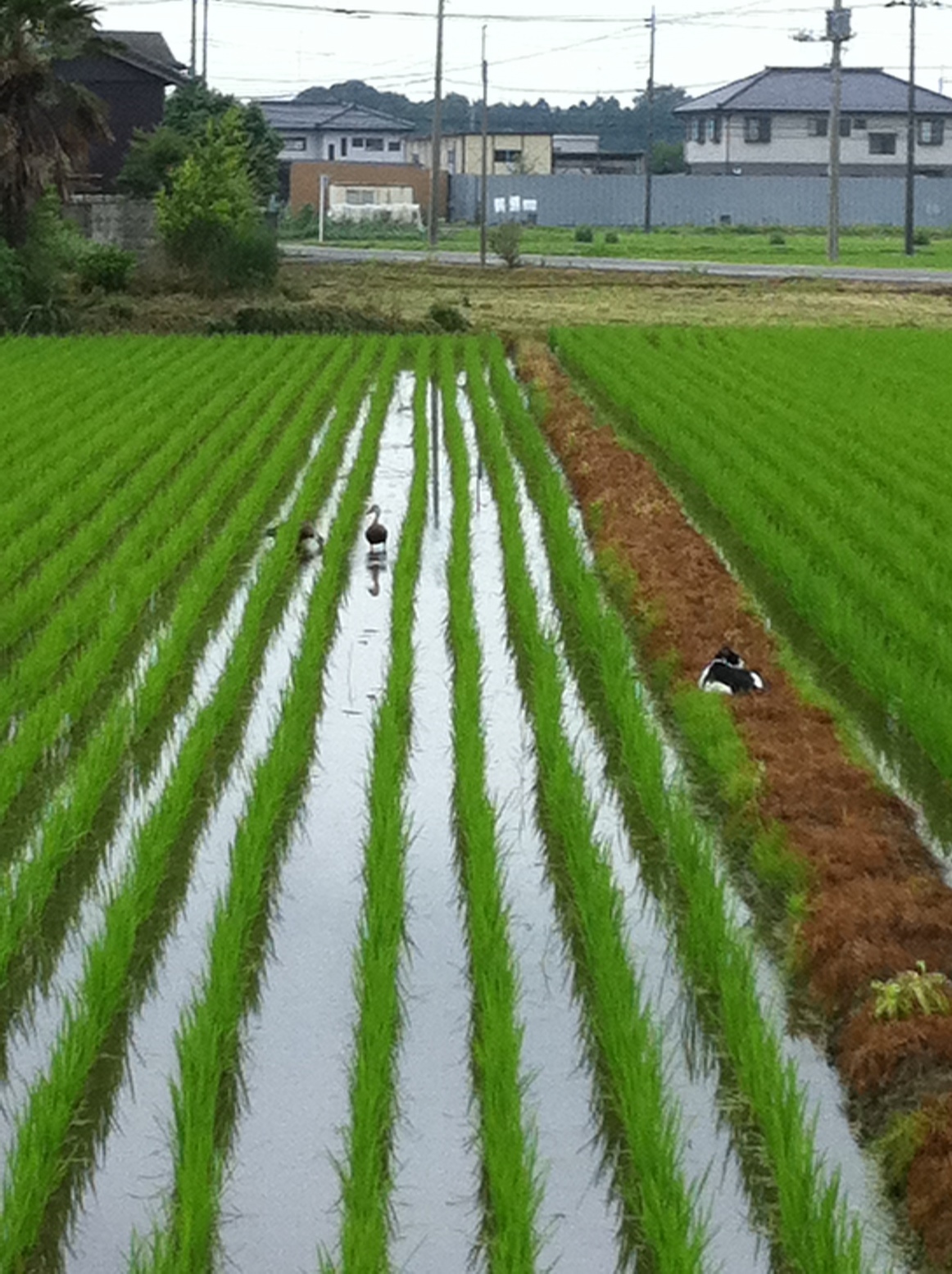 �A�����W���R���݁u�ɂ�񁙃n�E�X�v�g������Ȃ�