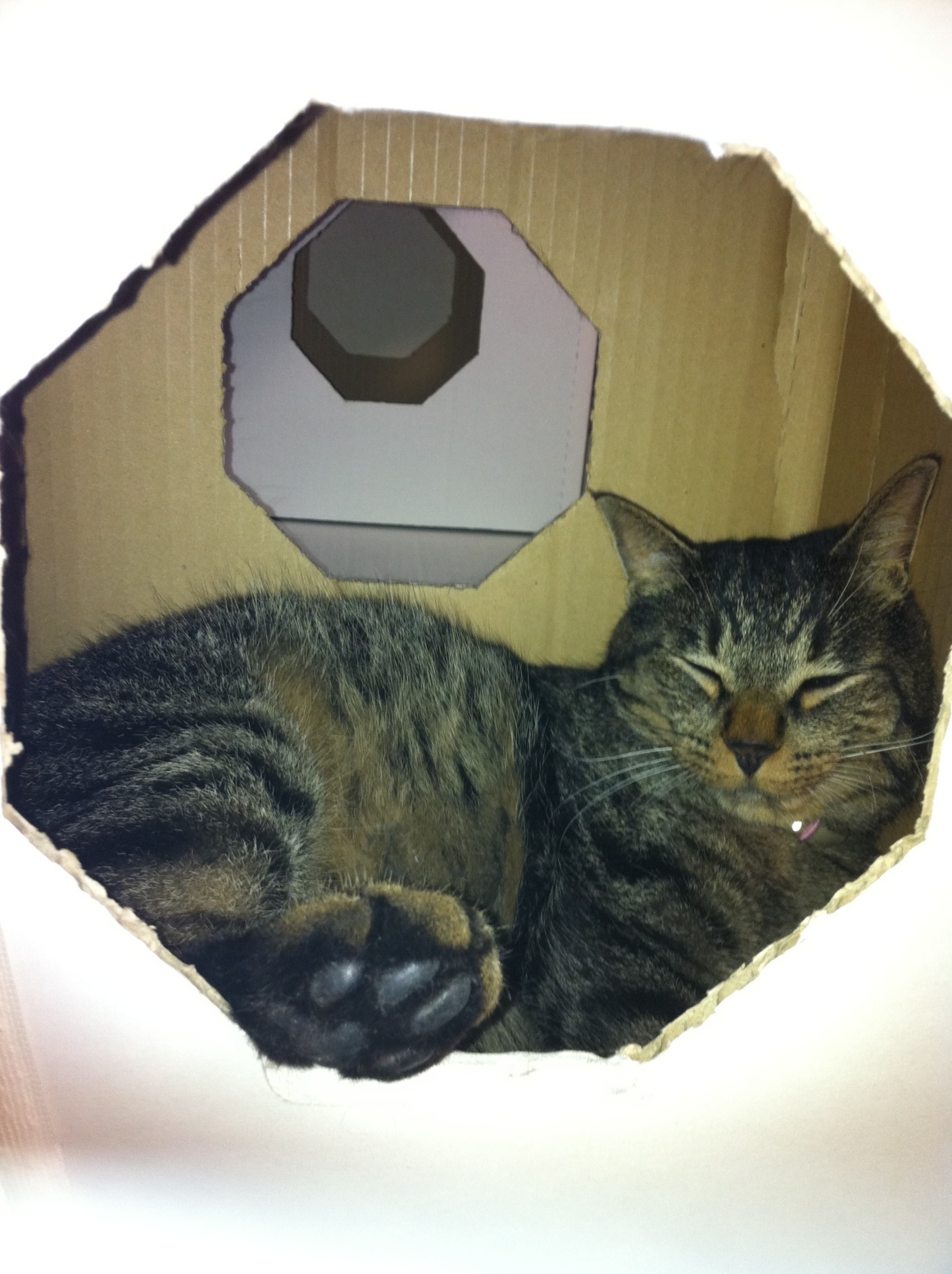 �A�����W���R���݁u�ɂ�񁙃n�E�X�v�g������Ȃ�