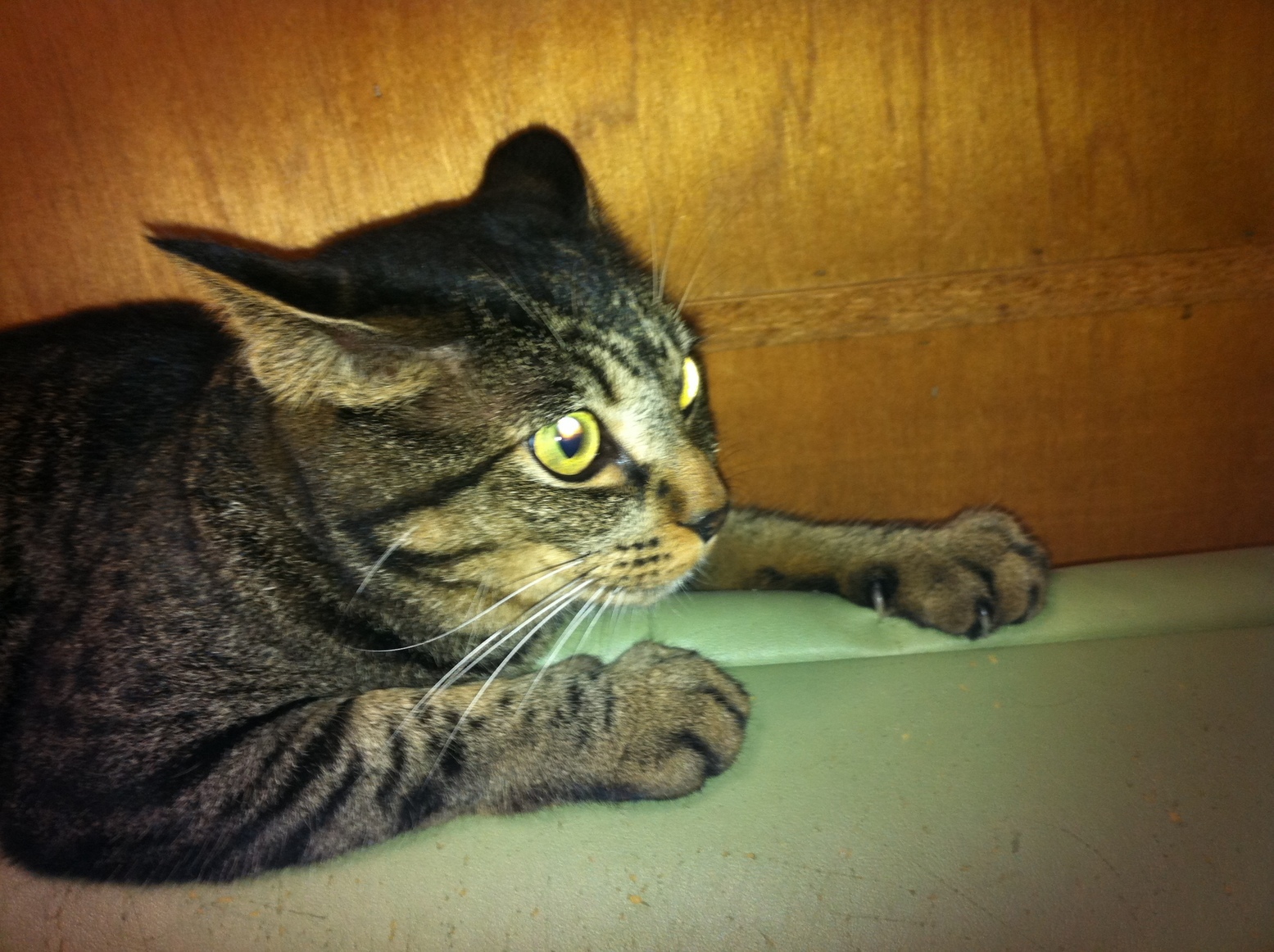 �A�����W���R���݁u�ɂ�񁙃n�E�X�v�g������Ȃ�