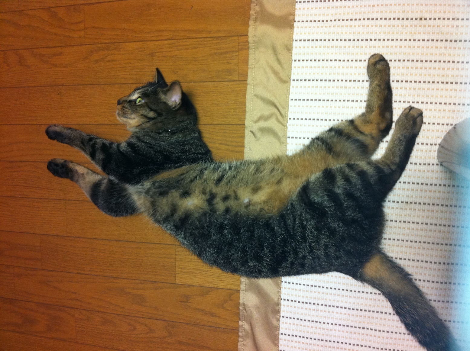 �A�����W���R���݁u�ɂ�񁙃n�E�X�v�g������Ȃ�