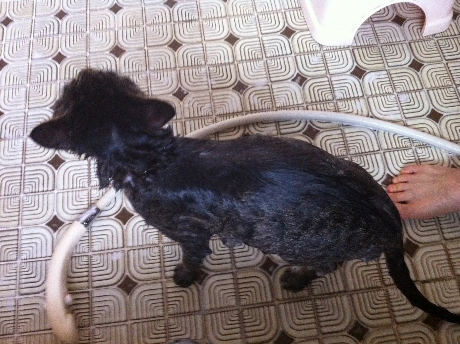 �A�����W���R���݁u�ɂ�񁙃n�E�X�v�g������Ȃ�