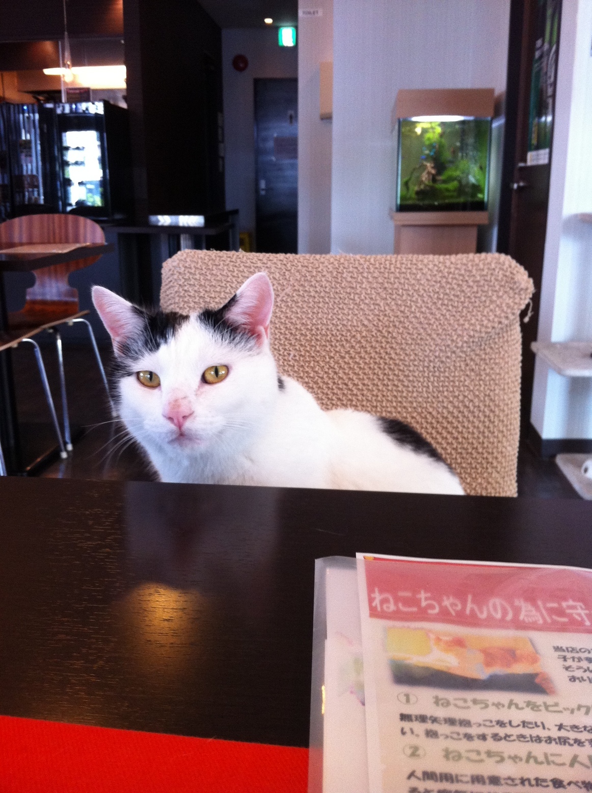 �A�����W���R���݁u�ɂ�񁙃n�E�X�v�g������Ȃ�