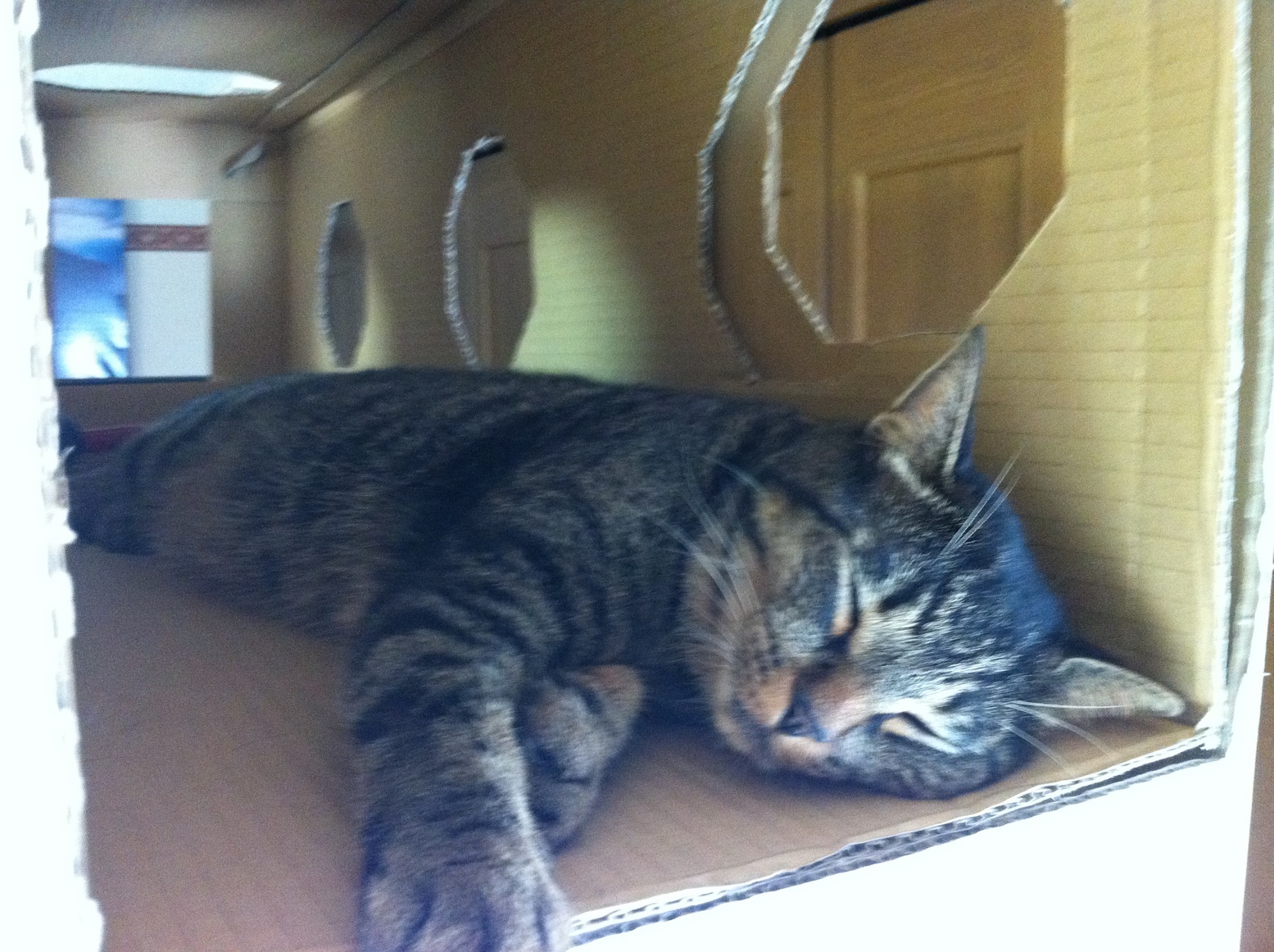 �A�����W���R���݁u�ɂ�񁙃n�E�X�v�g������Ȃ�