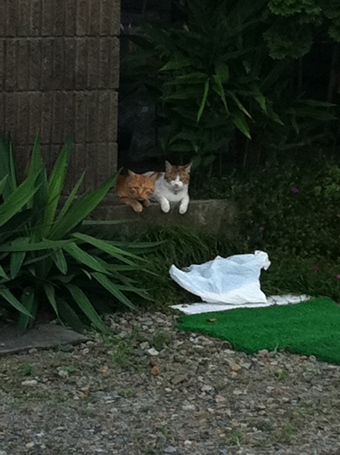 �A�����W���R���݁u�ɂ�񁙃n�E�X�v�g������Ȃ�