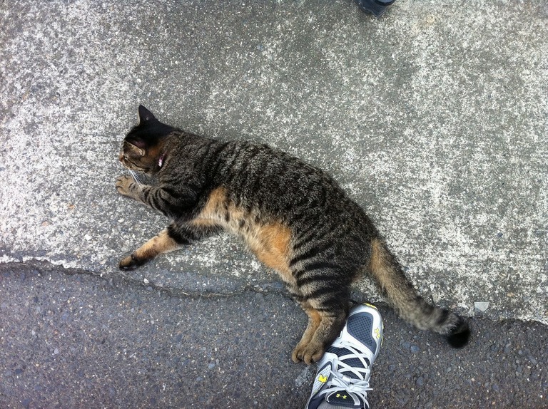 �A�����W���R���݁u�ɂ�񁙃n�E�X�v�g������Ȃ�