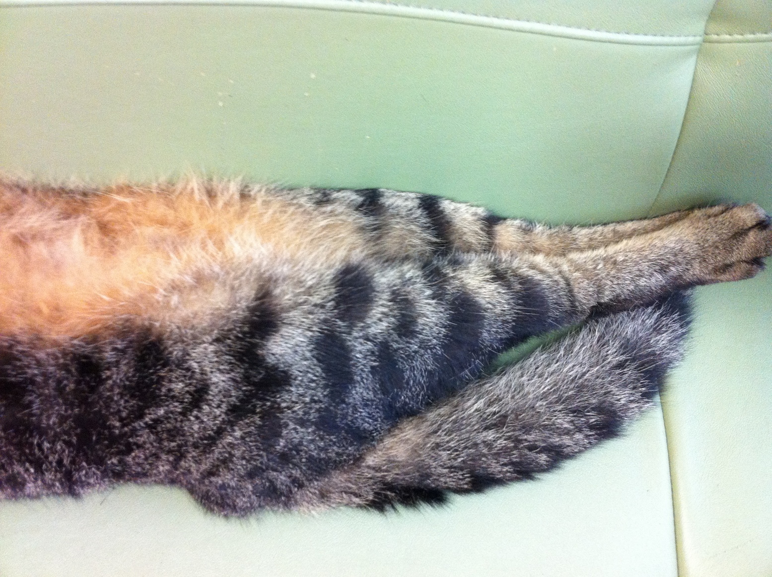 �A�����W���R���݁u�ɂ�񁙃n�E�X�v�g������Ȃ�