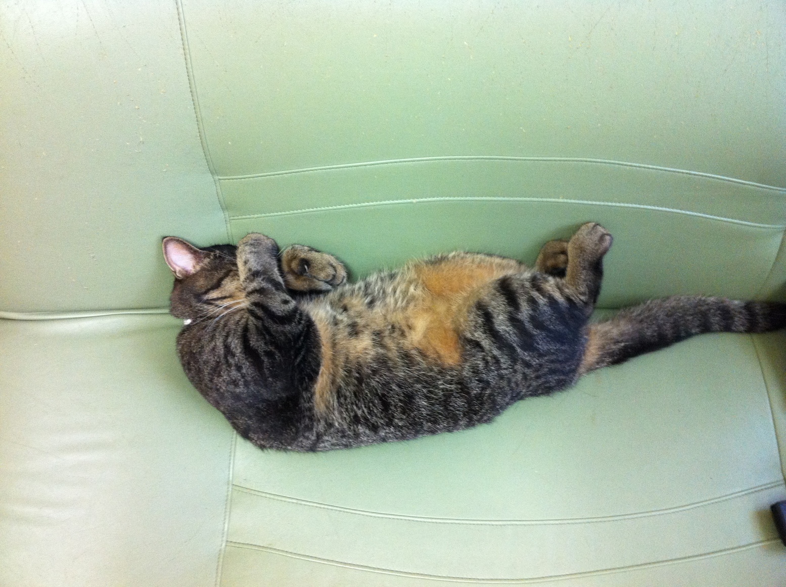 �A�����W���R���݁u�ɂ�񁙃n�E�X�v�g������Ȃ�