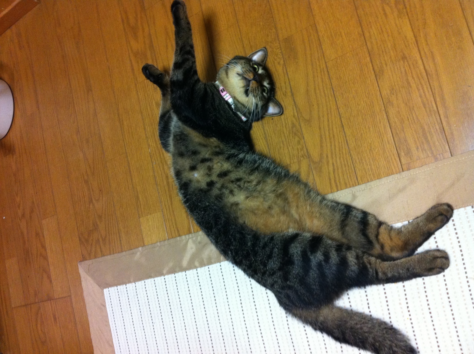 �A�����W���R���݁u�ɂ�񁙃n�E�X�v�g������Ȃ�