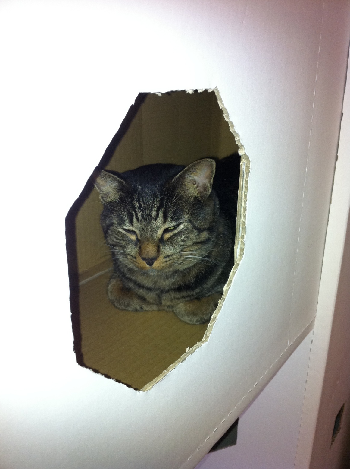 �A�����W���R���݁u�ɂ�񁙃n�E�X�v�g������Ȃ�