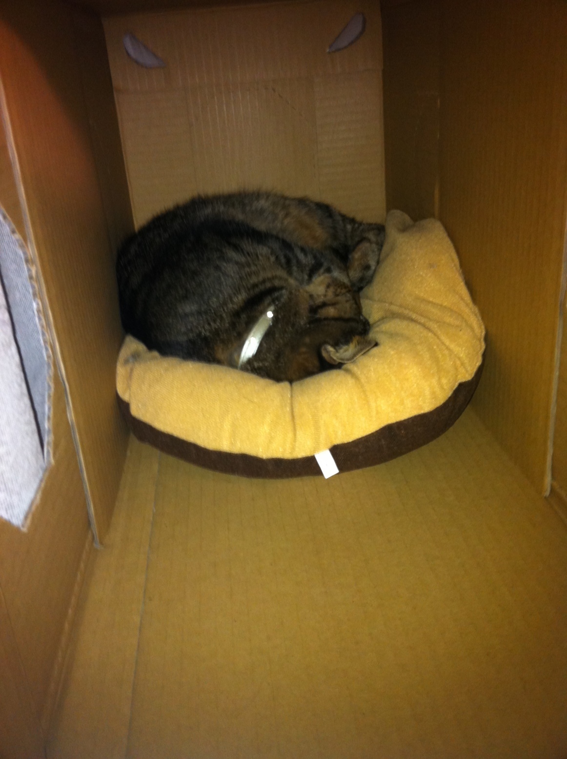 �A�����W���R���݁u�ɂ�񁙃n�E�X�v�g������Ȃ�