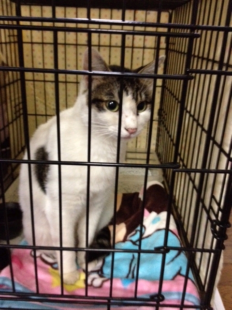 �A�����W���R���݁u�ɂ�񁙃n�E�X�v�g������Ȃ�