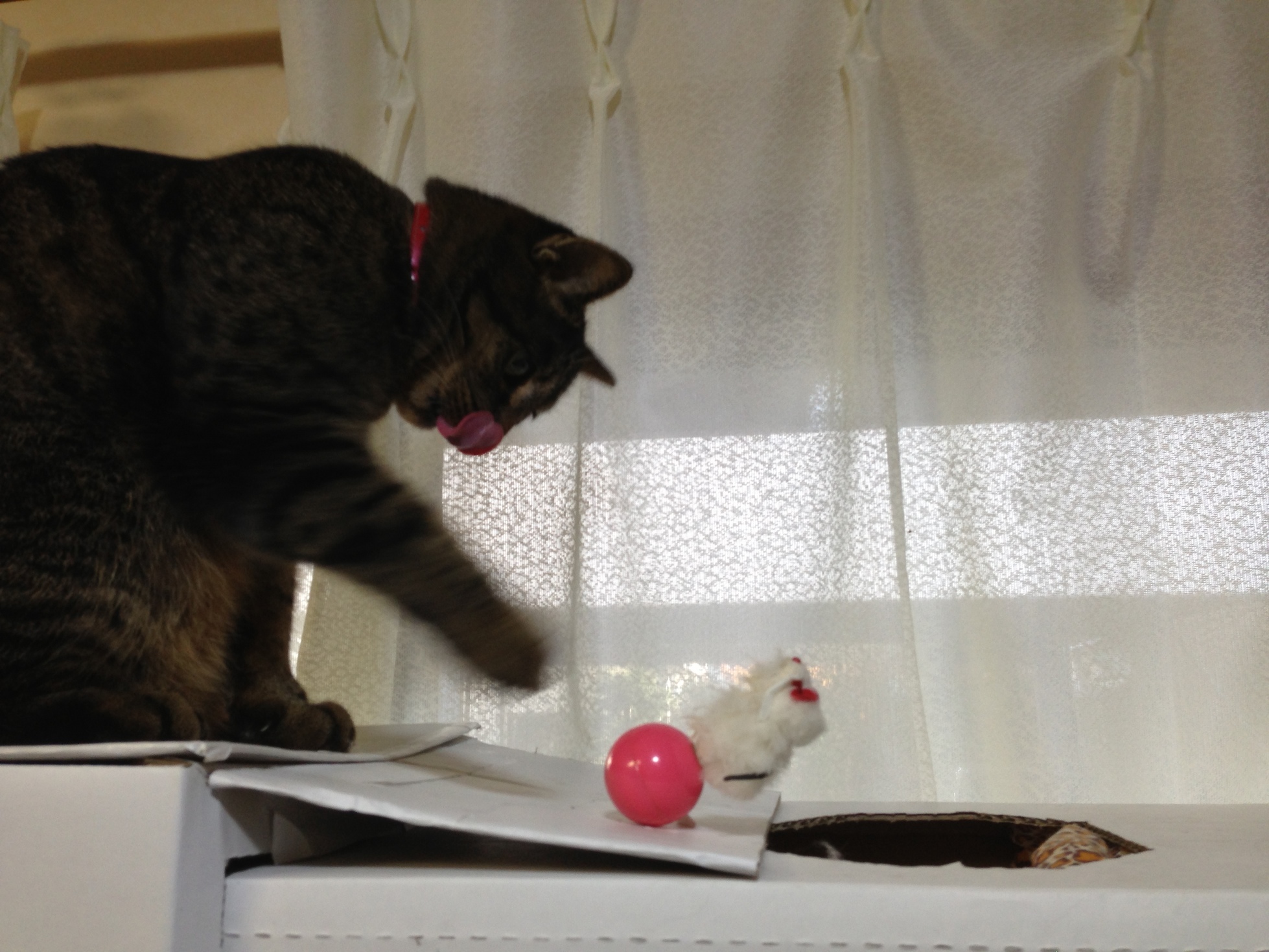 �A�����W���R���݁u�ɂ�񁙃n�E�X�v�g������Ȃ�