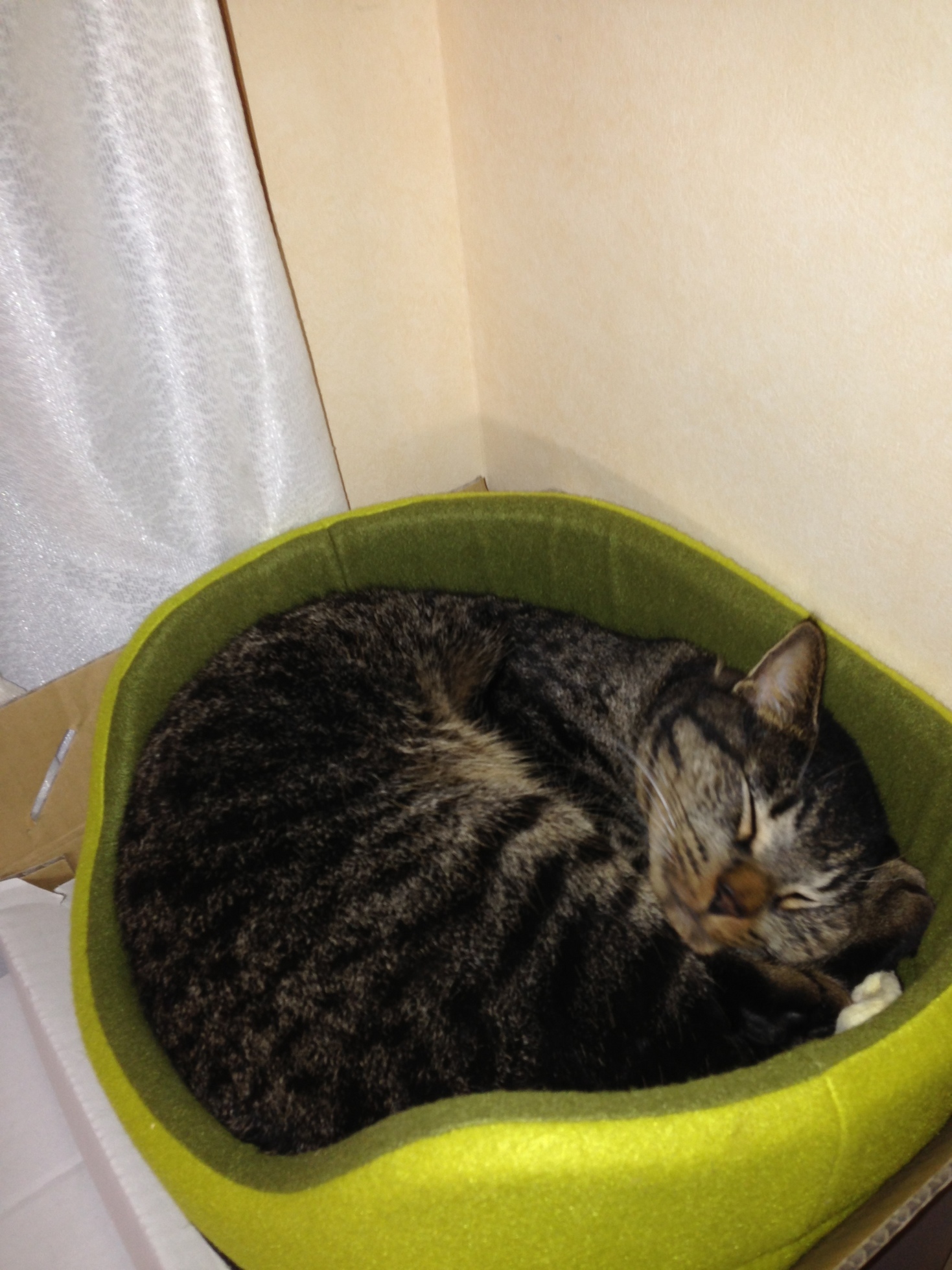 �A�����W���R���݁u�ɂ�񁙃n�E�X�v�g������Ȃ�