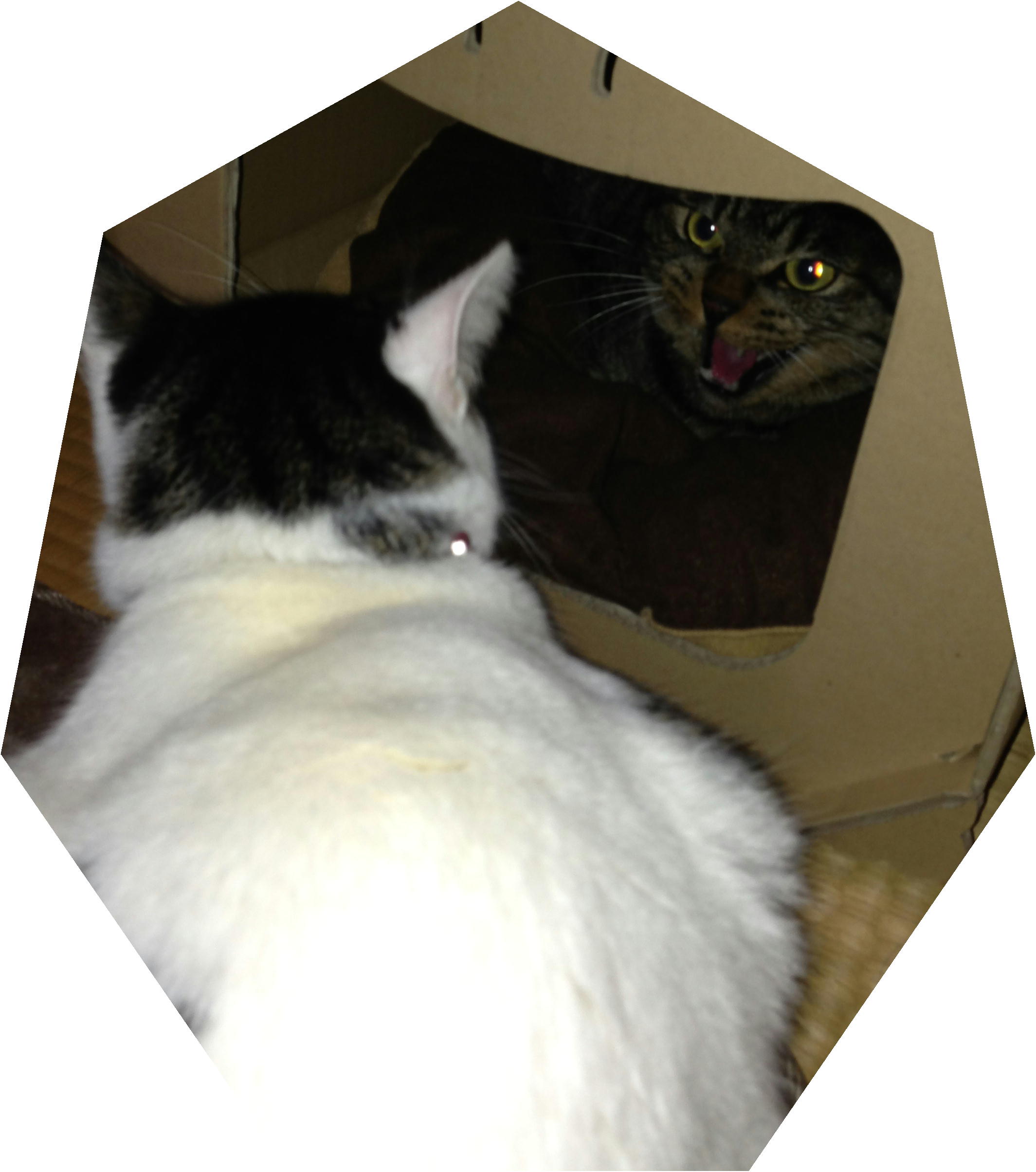 �A�����W���R���݁u�ɂ�񁙃n�E�X�v�g������Ȃ�