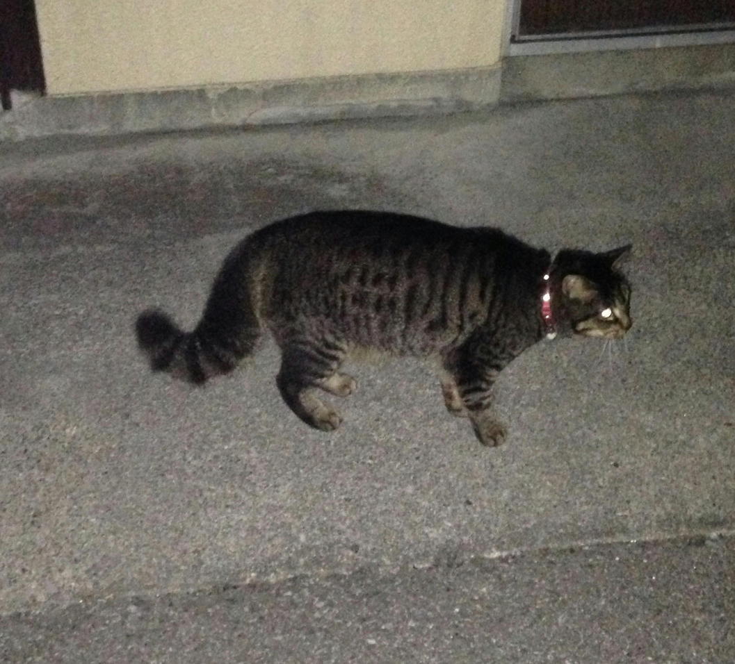 �A�����W���R���݁u�ɂ�񁙃n�E�X�v�g������Ȃ�