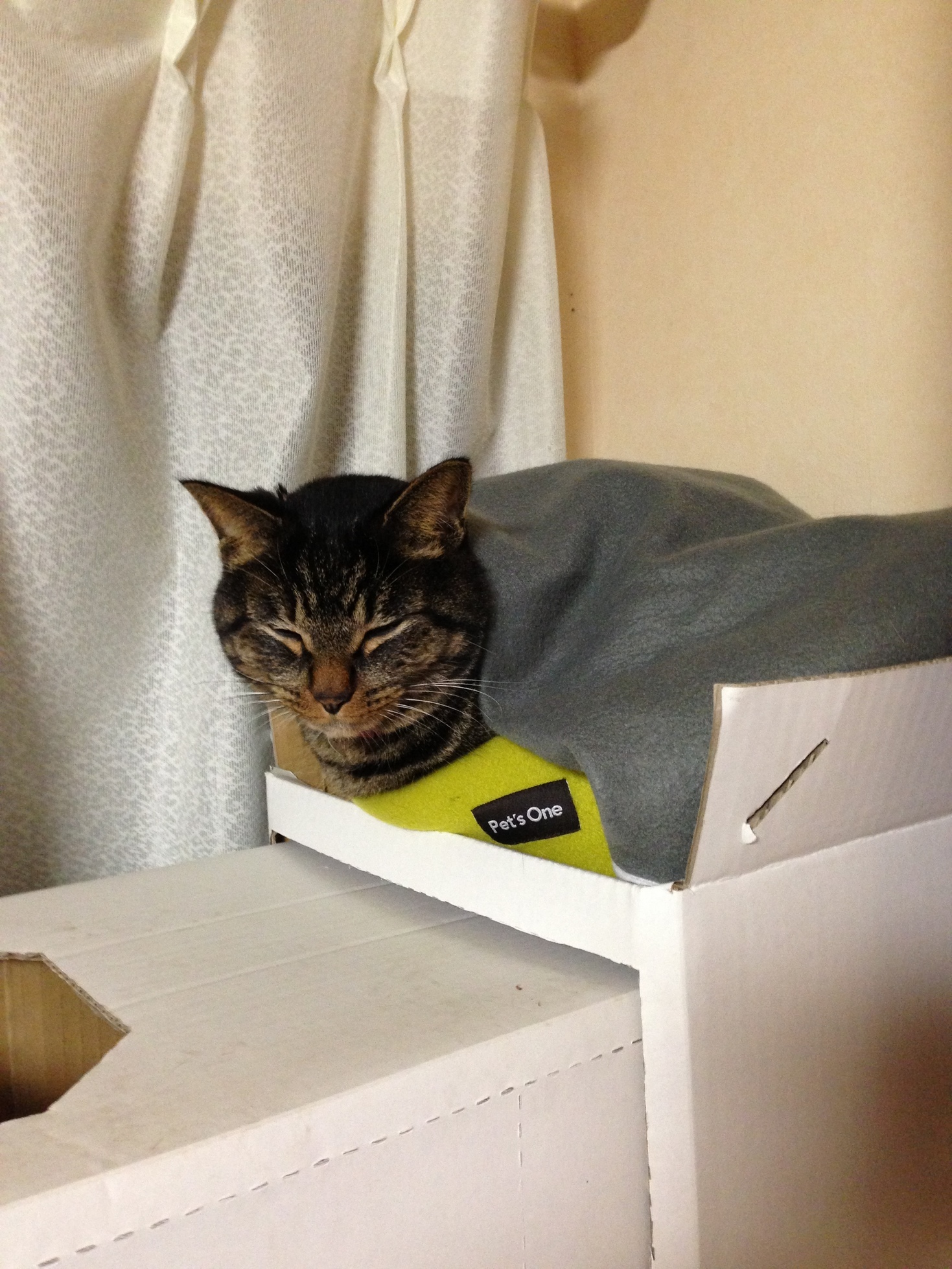 �A�����W���R���݁u�ɂ�񁙃n�E�X�v�g������Ȃ�