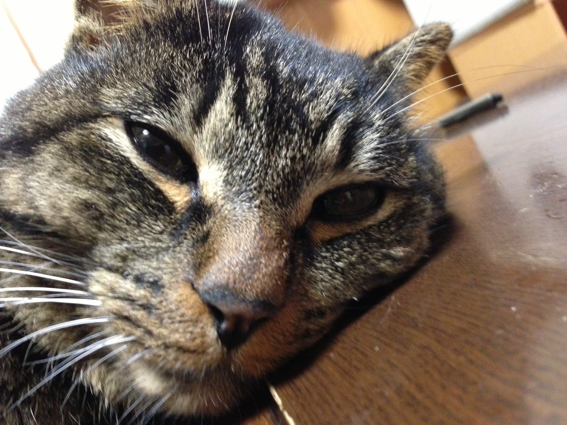 �A�����W���R���݁u�ɂ�񁙃n�E�X�v�g������Ȃ�