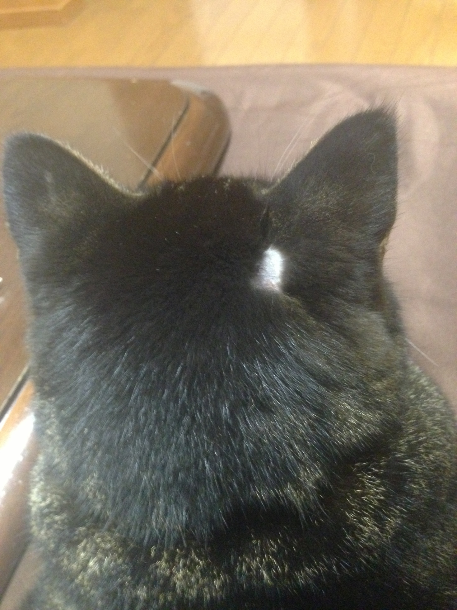 �A�����W���R���݁u�ɂ�񁙃n�E�X�v�g������Ȃ�