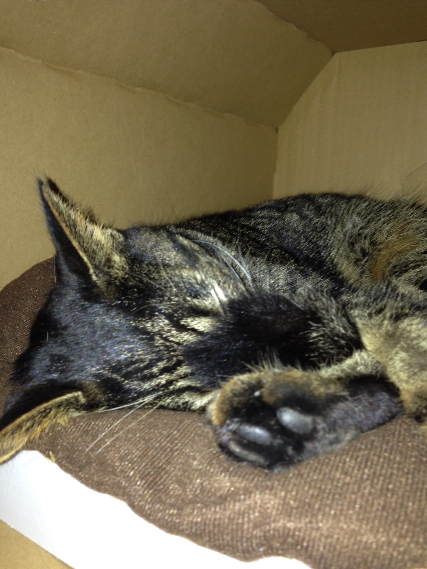 �A�����W���R���݁u�ɂ�񁙃n�E�X�v�g������Ȃ�