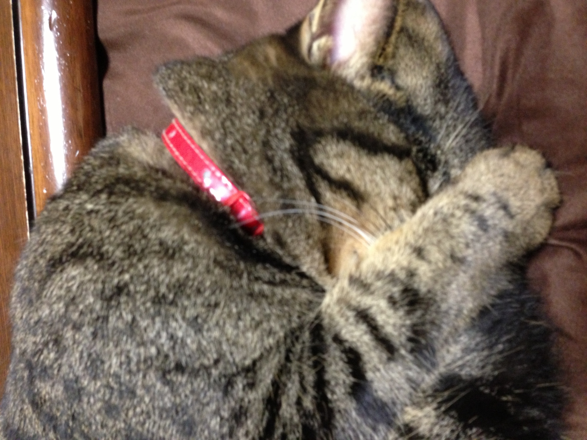 �A�����W���R���݁u�ɂ�񁙃n�E�X�v�g������Ȃ�