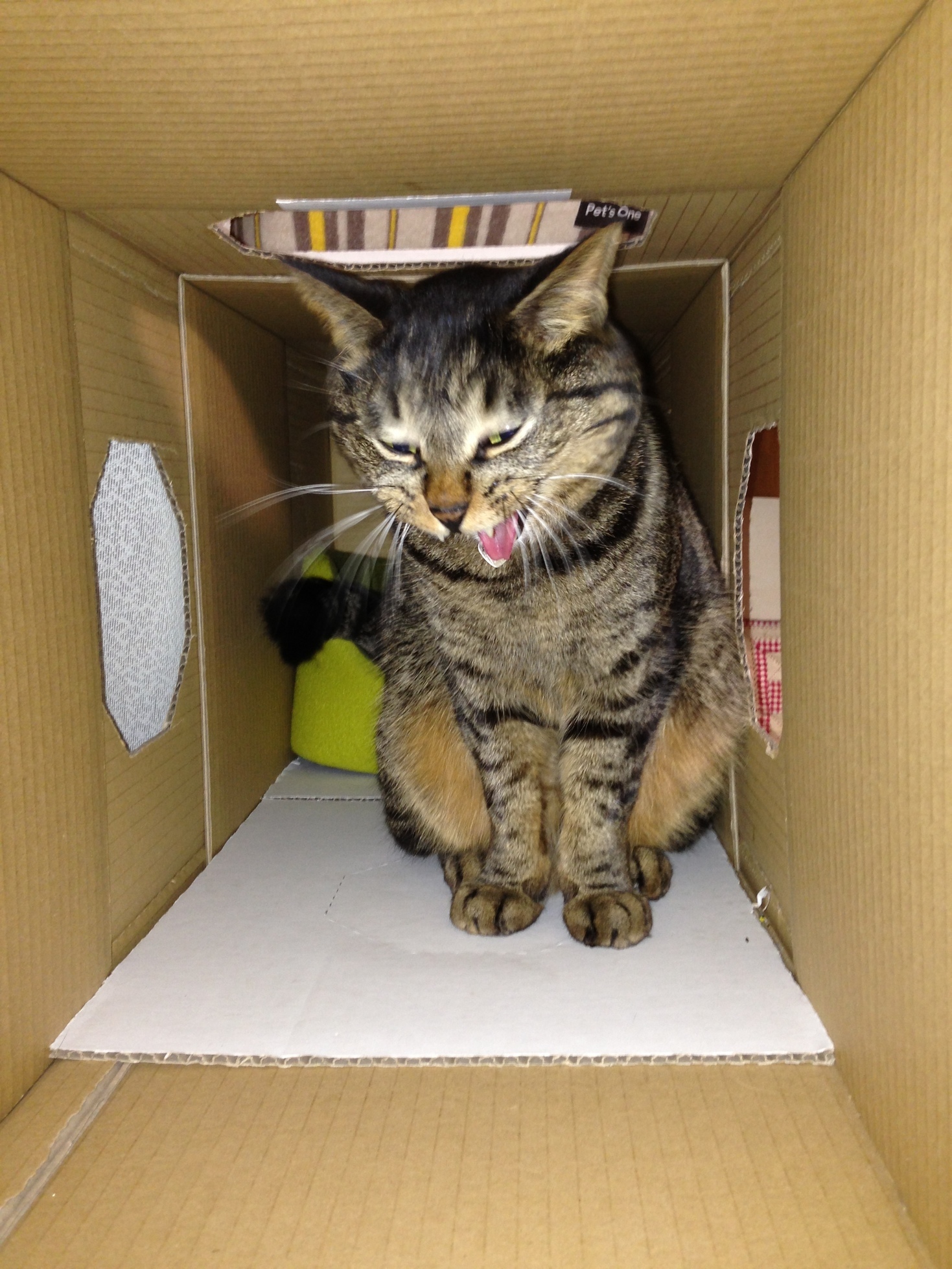 �A�����W���R���݁u�ɂ�񁙃n�E�X�v�g������Ȃ�