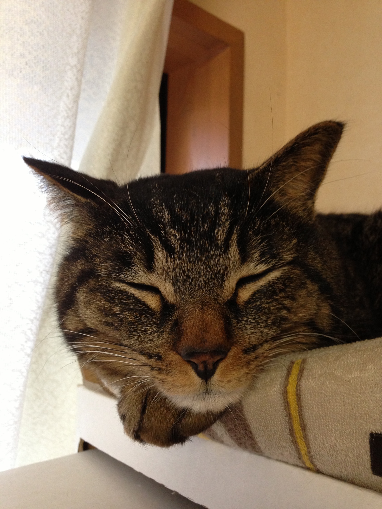 �A�����W���R���݁u�ɂ�񁙃n�E�X�v�g������Ȃ�