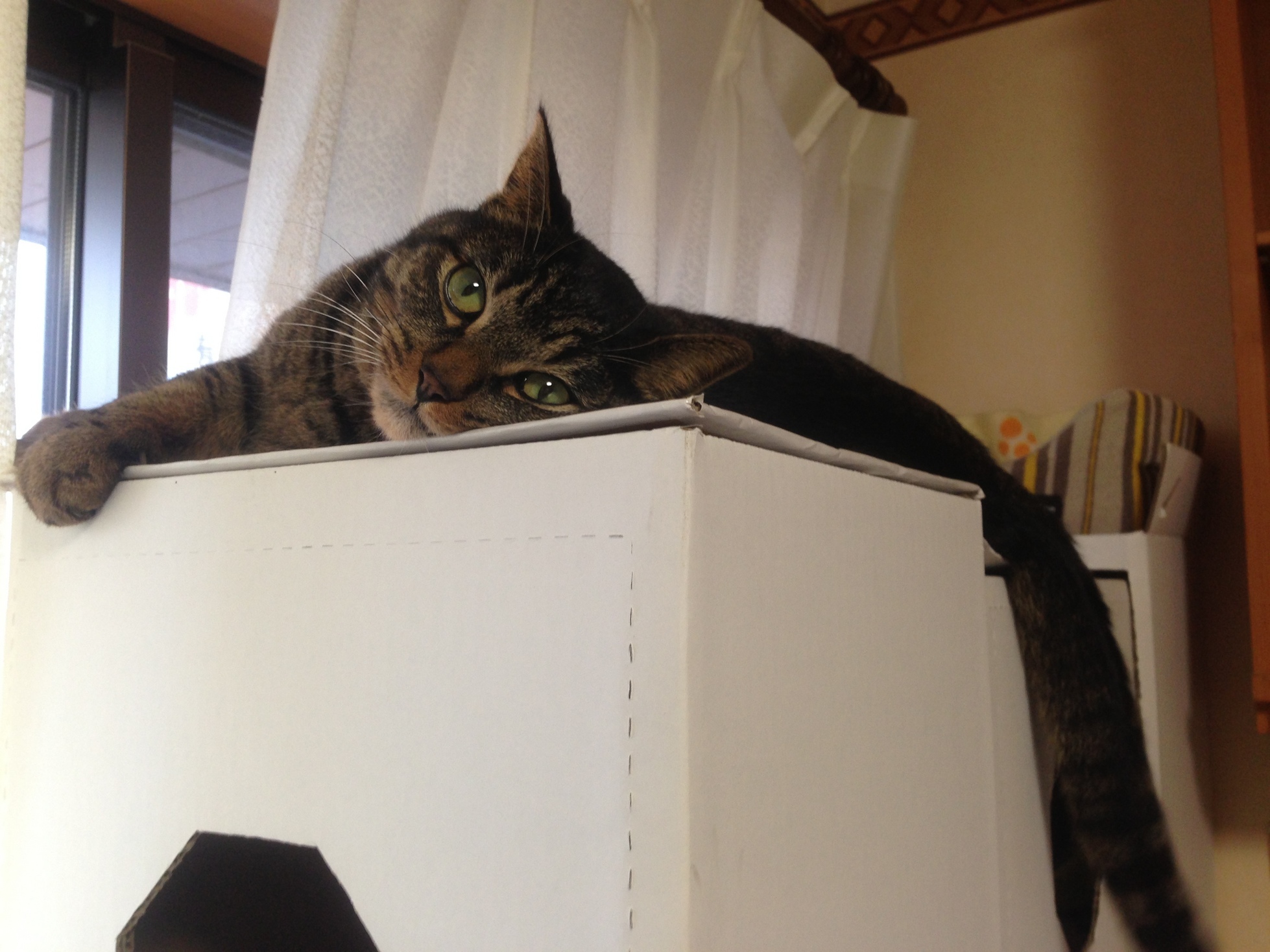 �A�����W���R���݁u�ɂ�񁙃n�E�X�v�g������Ȃ�