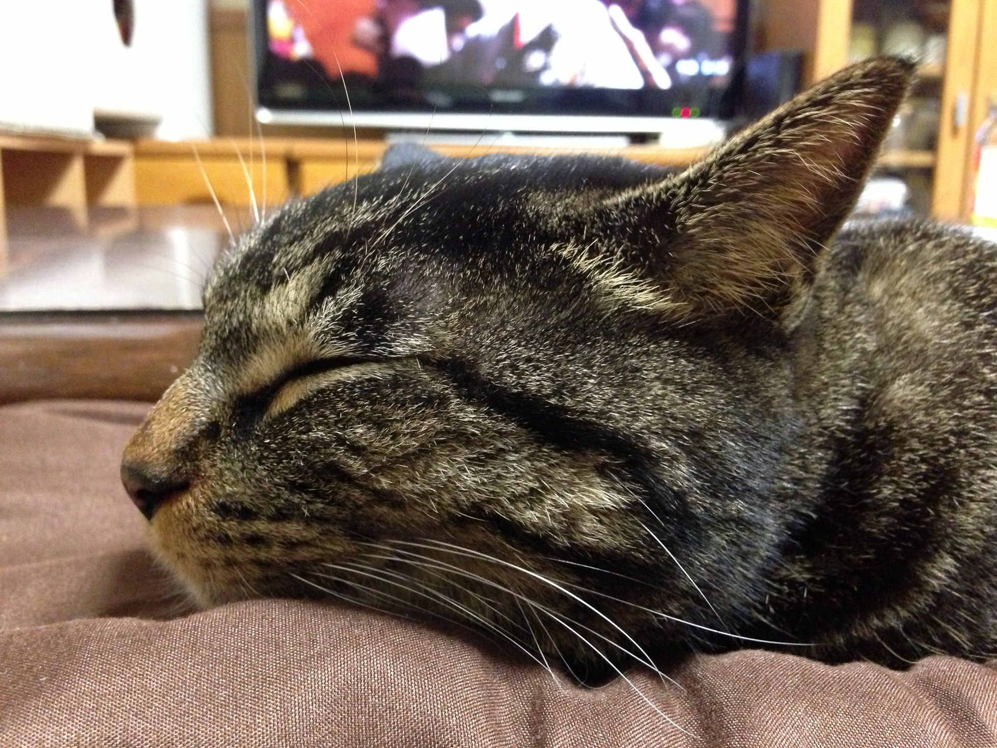 �A�����W���R���݁u�ɂ�񁙃n�E�X�v�g������Ȃ�