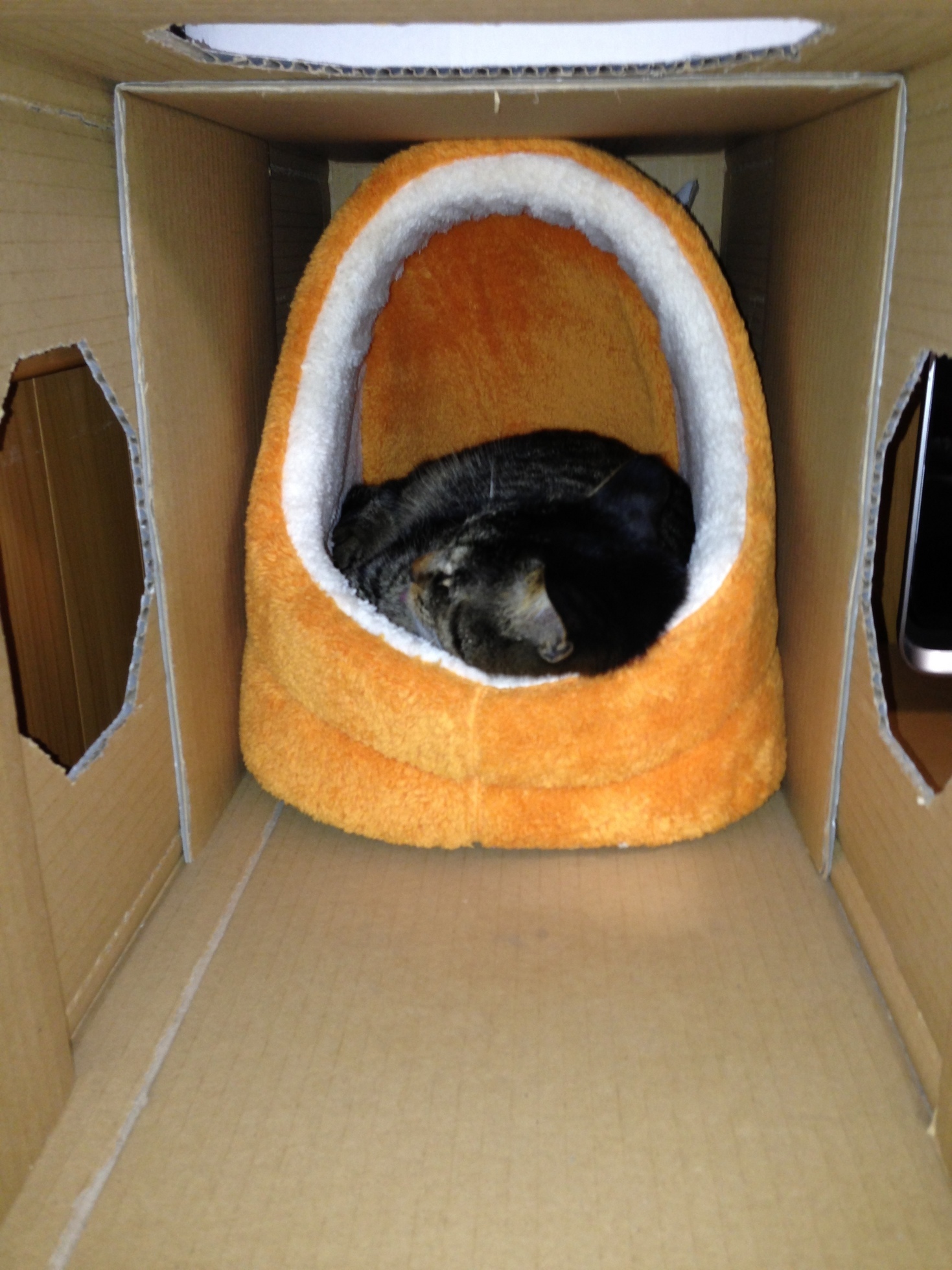 �A�����W���R���݁u�ɂ�񁙃n�E�X�v�g������Ȃ�