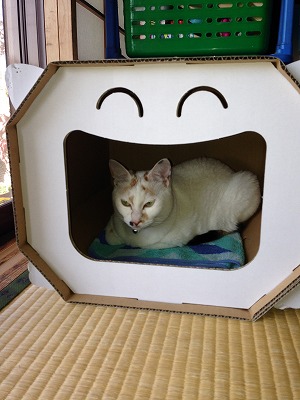 �A�����W���R���݁u�ɂ�񁙃n�E�X�v�g������Ȃ�