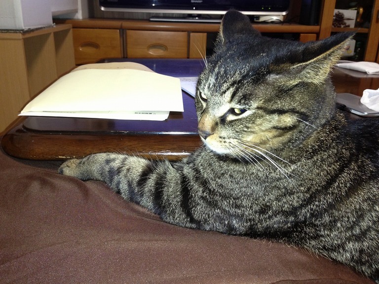 �A�����W���R���݁u�ɂ�񁙃n�E�X�v�g������Ȃ�