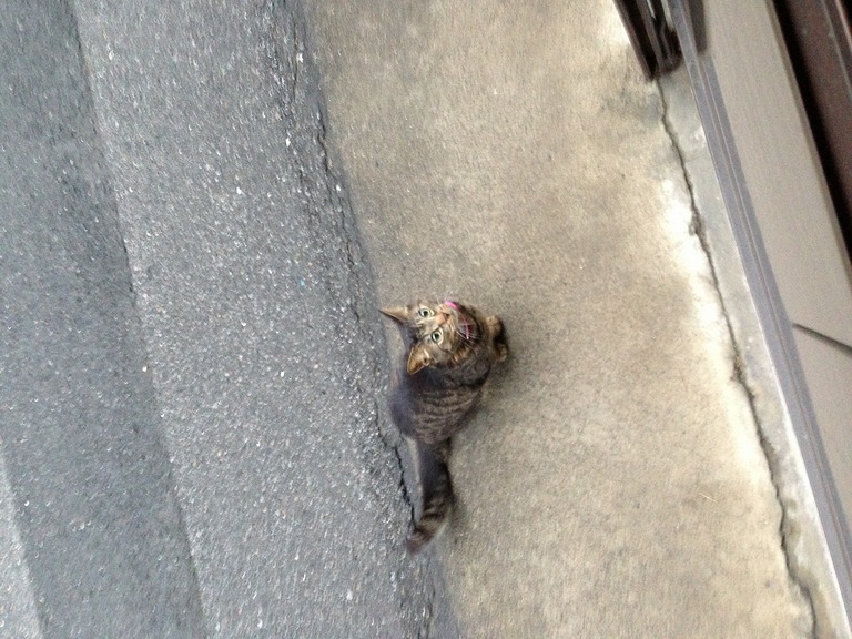 �A�����W���R���݁u�ɂ�񁙃n�E�X�v�g������Ȃ�