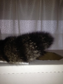 �A�����W���R���݁u�ɂ�񁙃n�E�X�v�g������Ȃ�