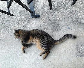 �A�����W���R���݁u�ɂ�񁙃n�E�X�v�g������Ȃ�